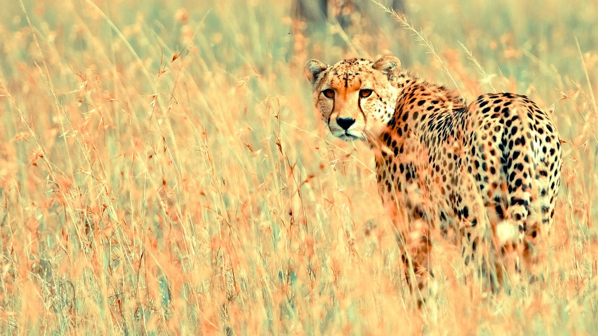 High Resolution Desktop Cheetah In Grass