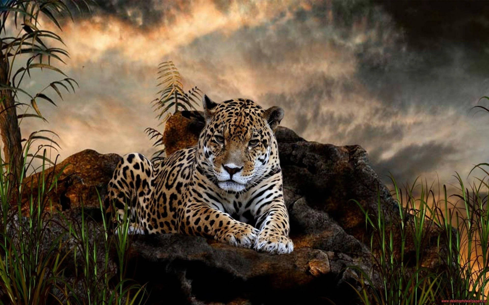 High Resolution Desktop Cheetah In Rock Wallpaper