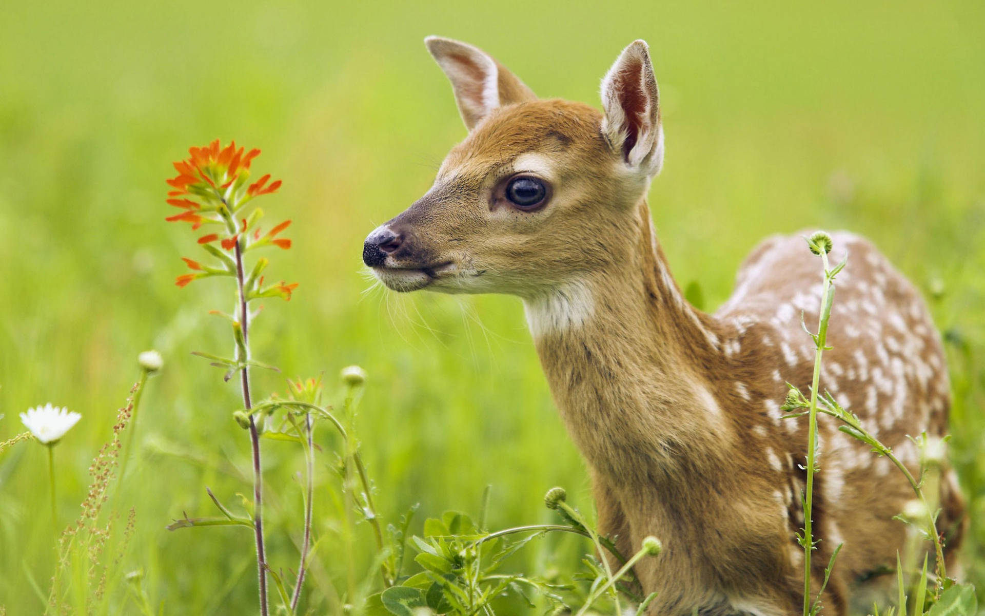 High Resolution Desktop Deer In Grass