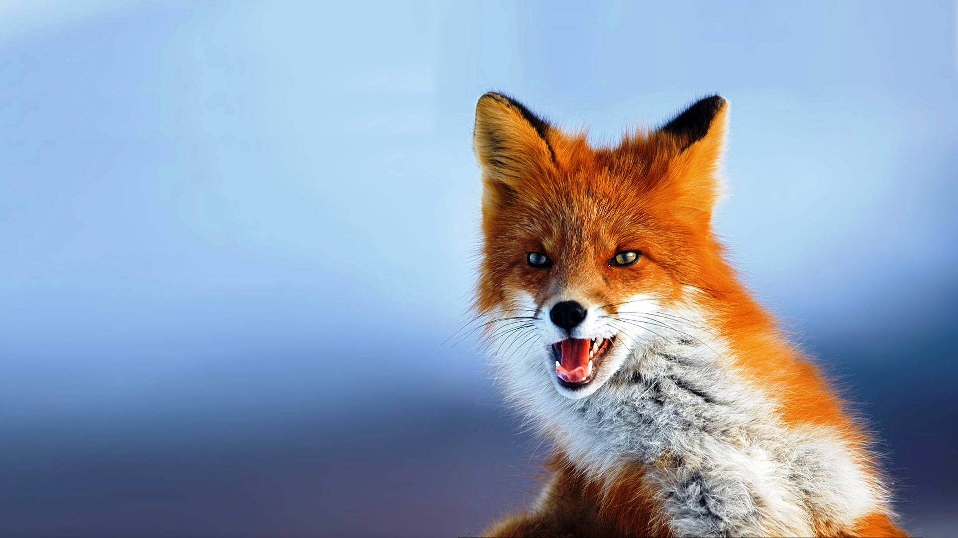 High Resolution Desktop Orange Fox