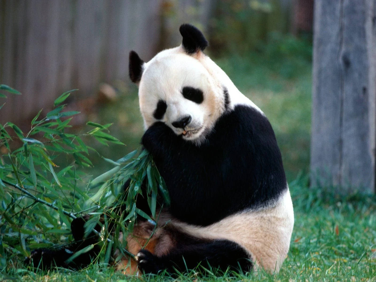 High Resolution Desktop Panda