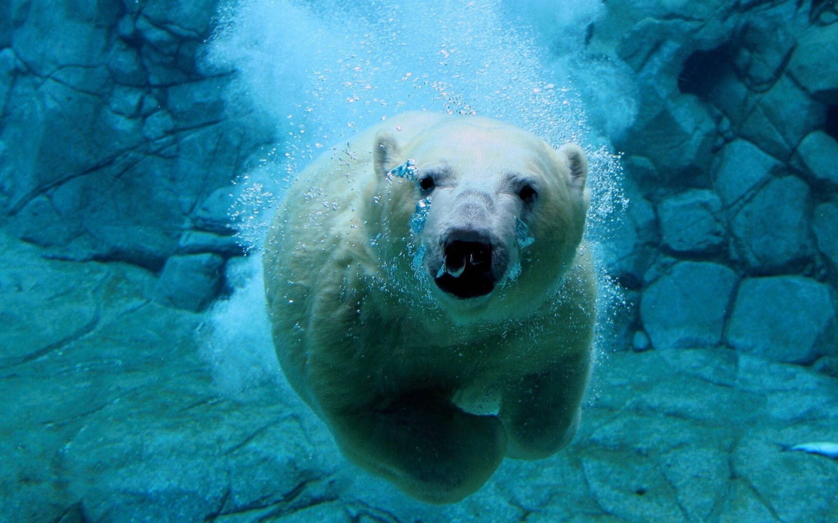 High Resolution Desktop Polar Bear