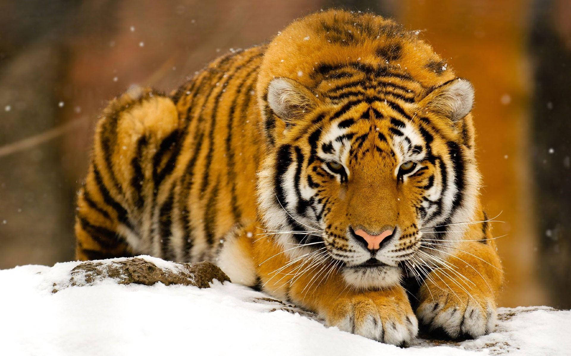 High Resolution Desktop Snow Tiger