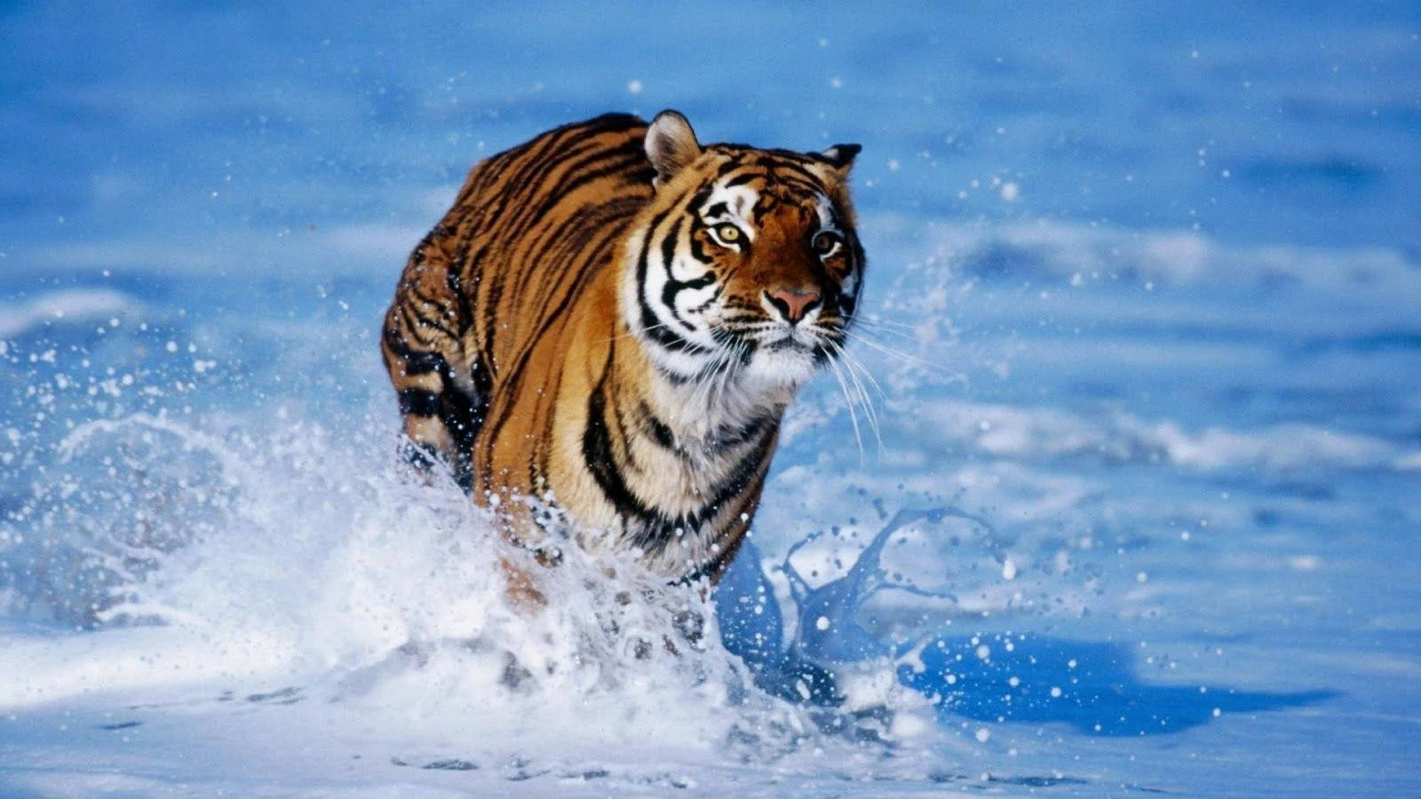 High Resolution Desktop Tiger In Water