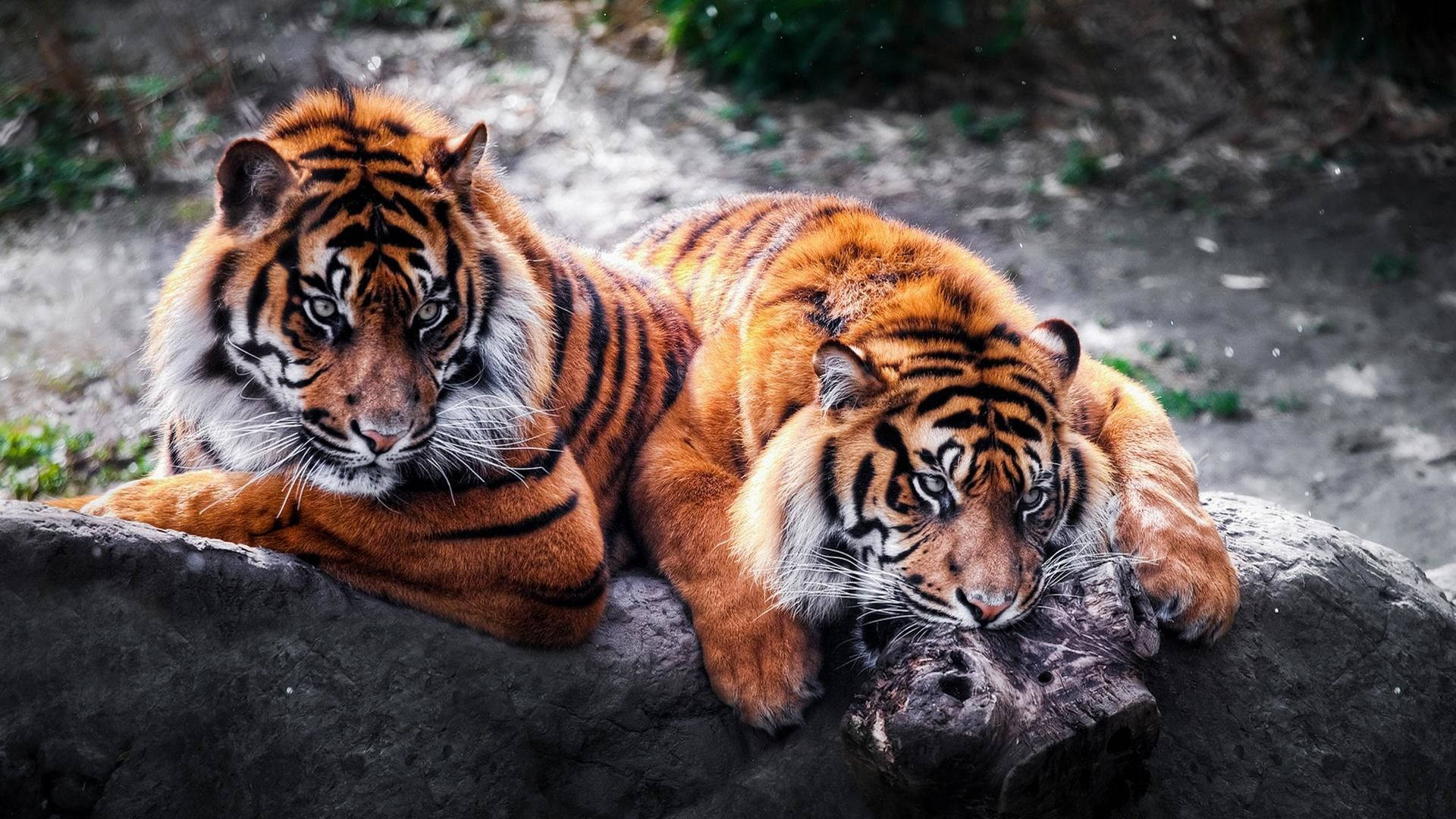 High Resolution Desktop Tigers