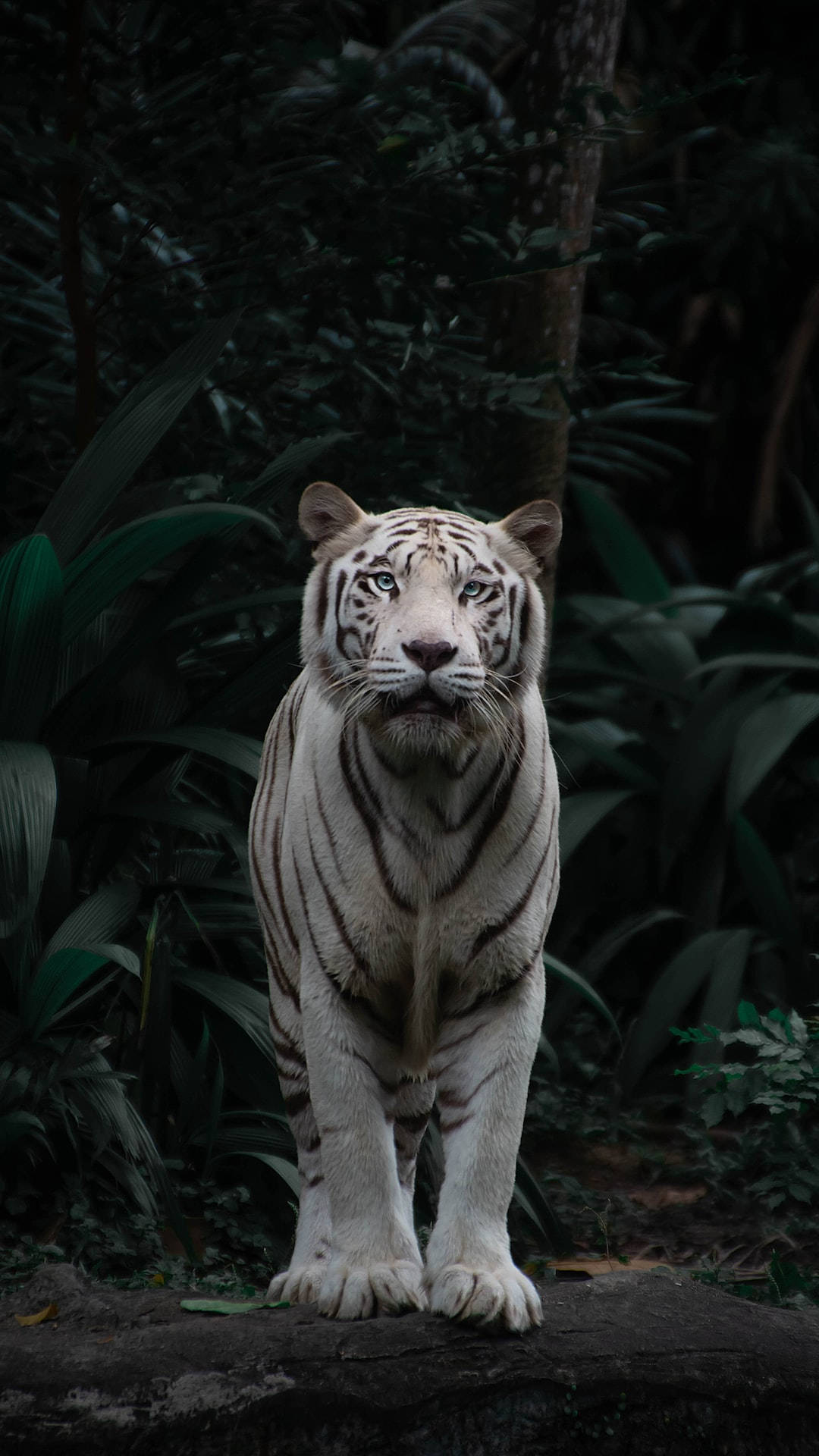 High Resolution Desktop White Tiger In Forest