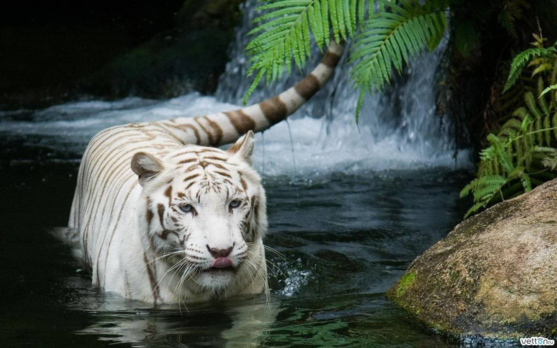 High Resolution Desktop White Tiger