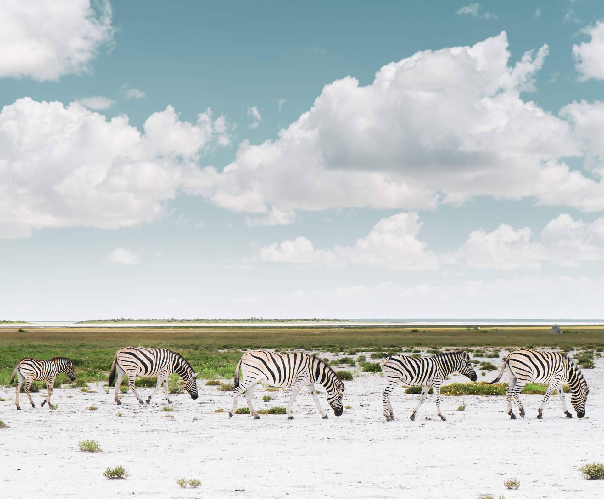 High Resolution Desktop Zebras
