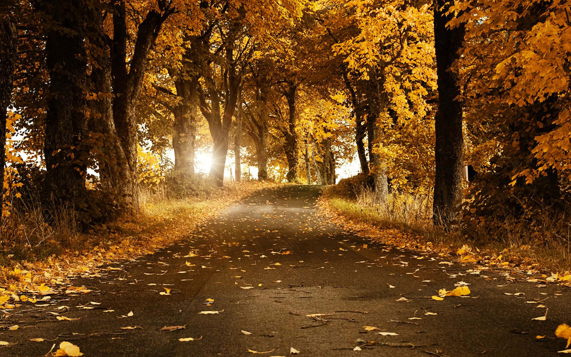 Hochauflösendegelbe Herbstblätter Auf Einem Waldhintergrund Wallpaper