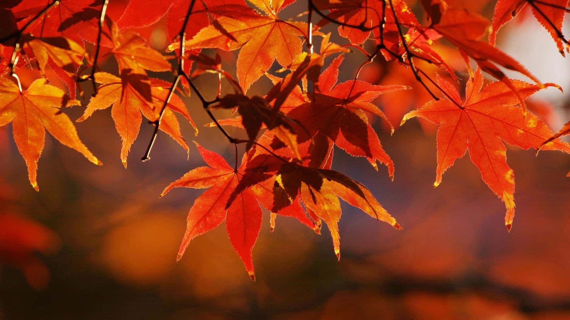 Download High Resolution Fall Leaves In Bokeh Effect Wallpaper ...
