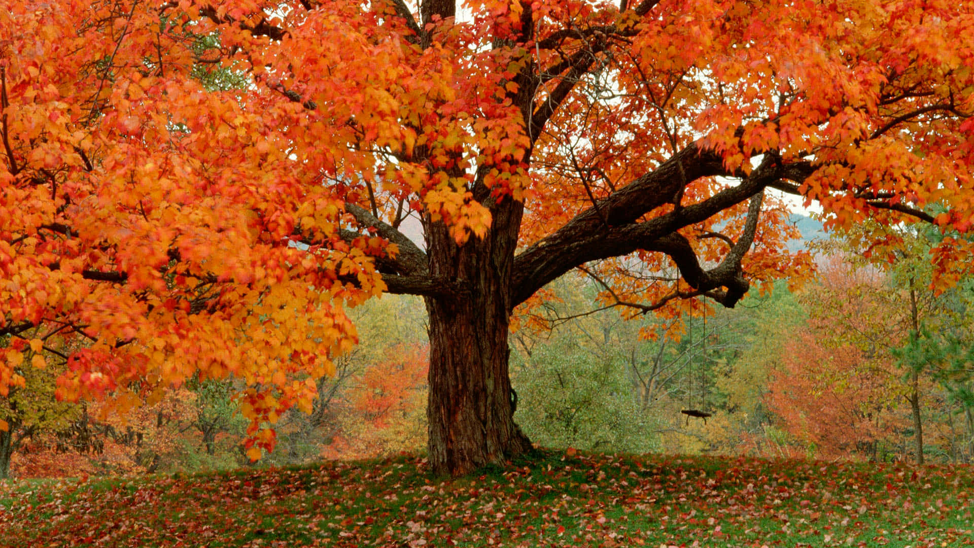 Splendidascenografia Autunnale Ad Alta Risoluzione