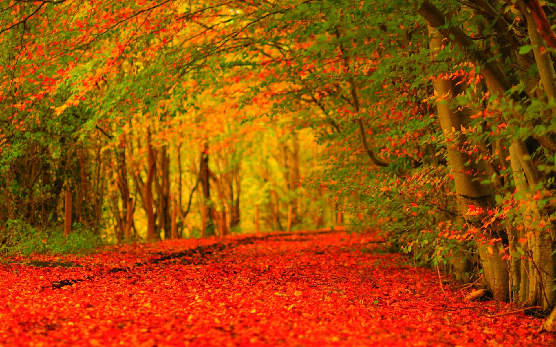 Vibrant Fall Foliage in a Serene Landscape