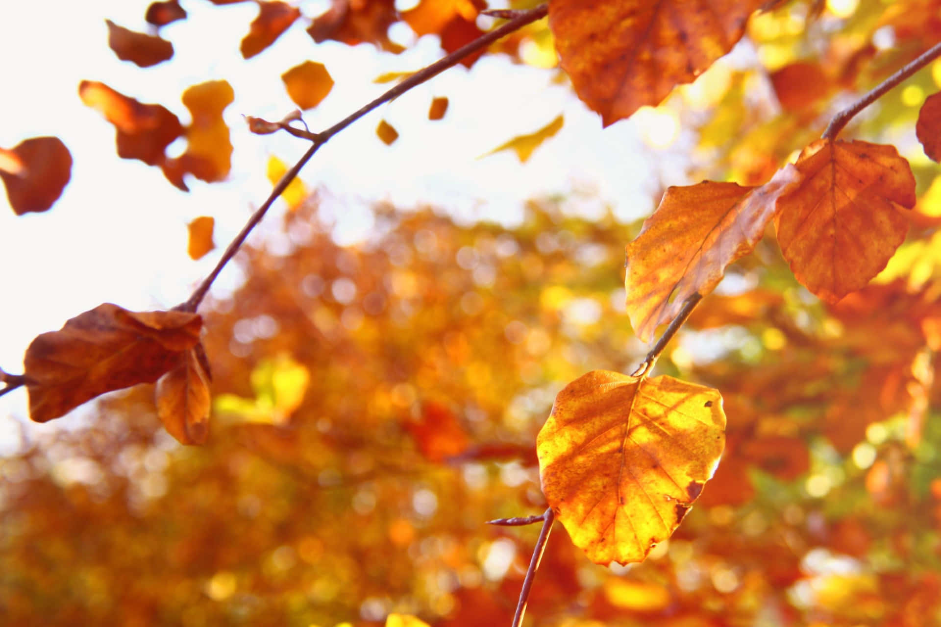 High Resolution Fall Background: A Tranquil Autumn Scene
