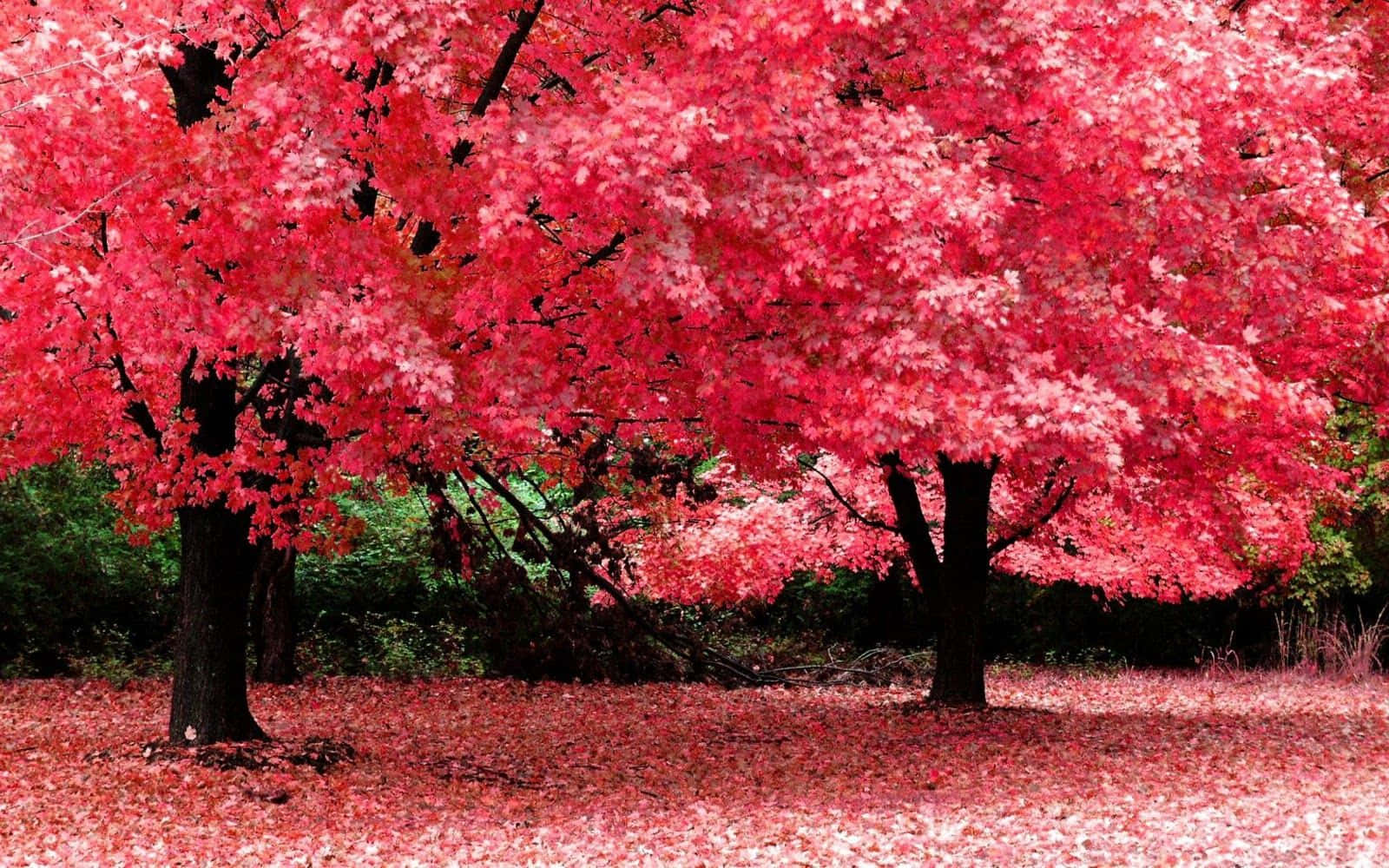 High Resolution Fall Cherry Blossom Trees Wallpaper