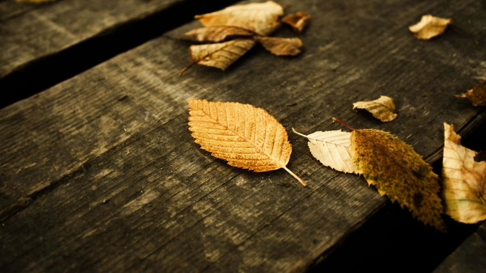 High Resolution Fall On Wooden Surface Wallpaper