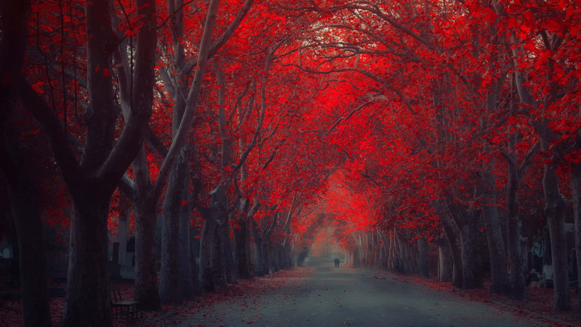 Højopløselig efterår snoede vej og røde træer Wallpaper