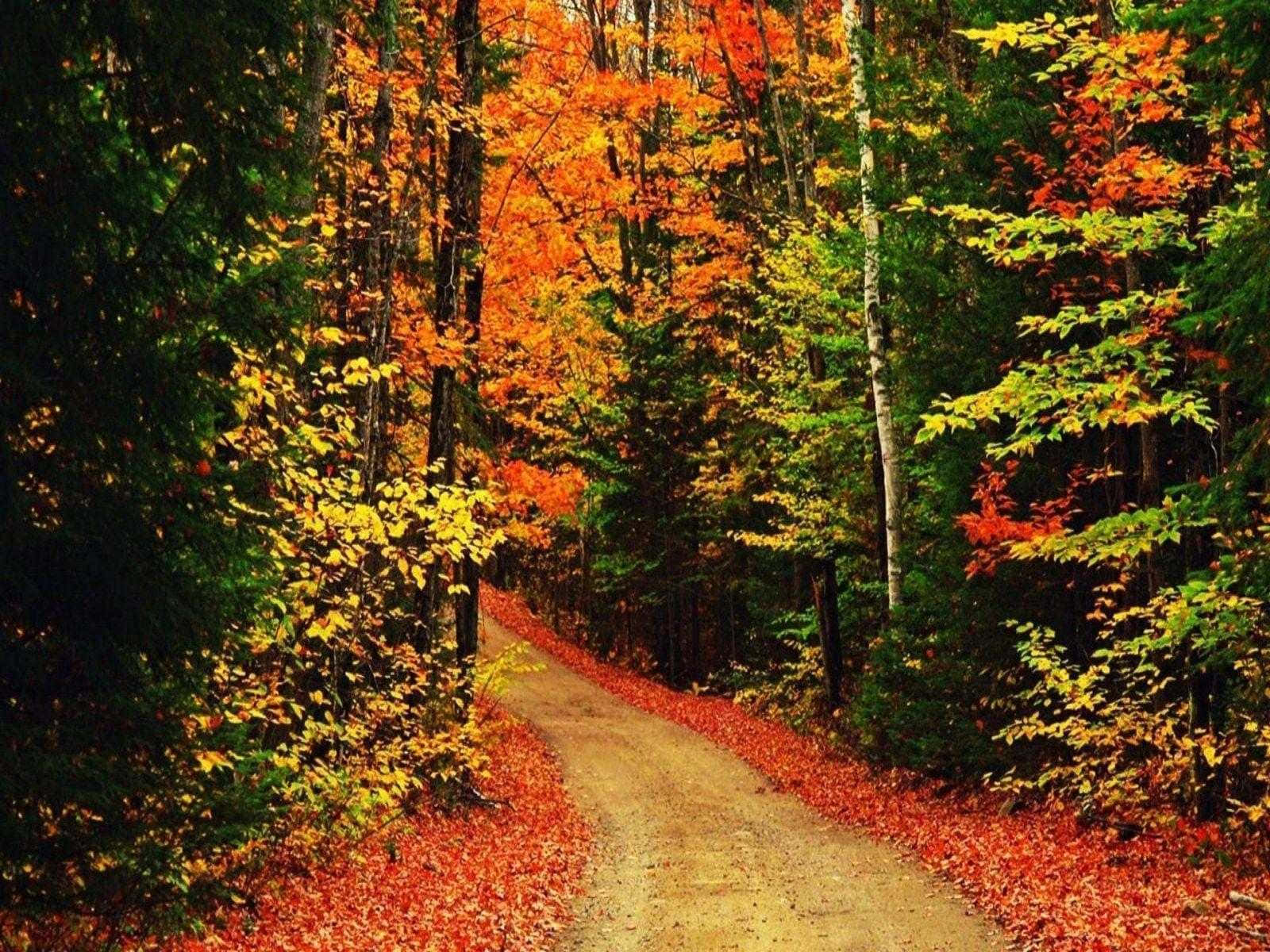 High Resolution Fall Country Road Wallpaper