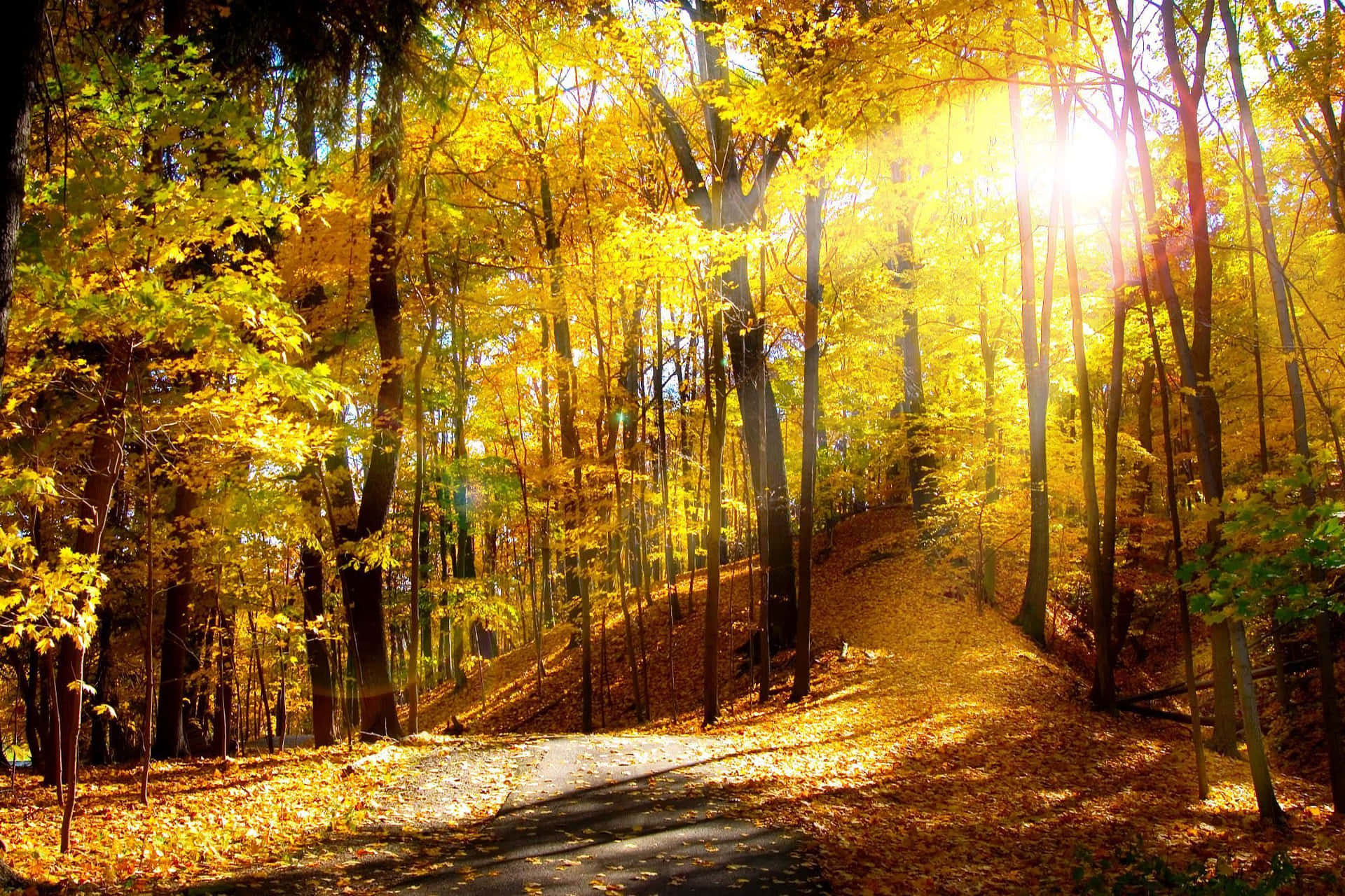 High Resolution Fall Golden Trees And Sun Wallpaper