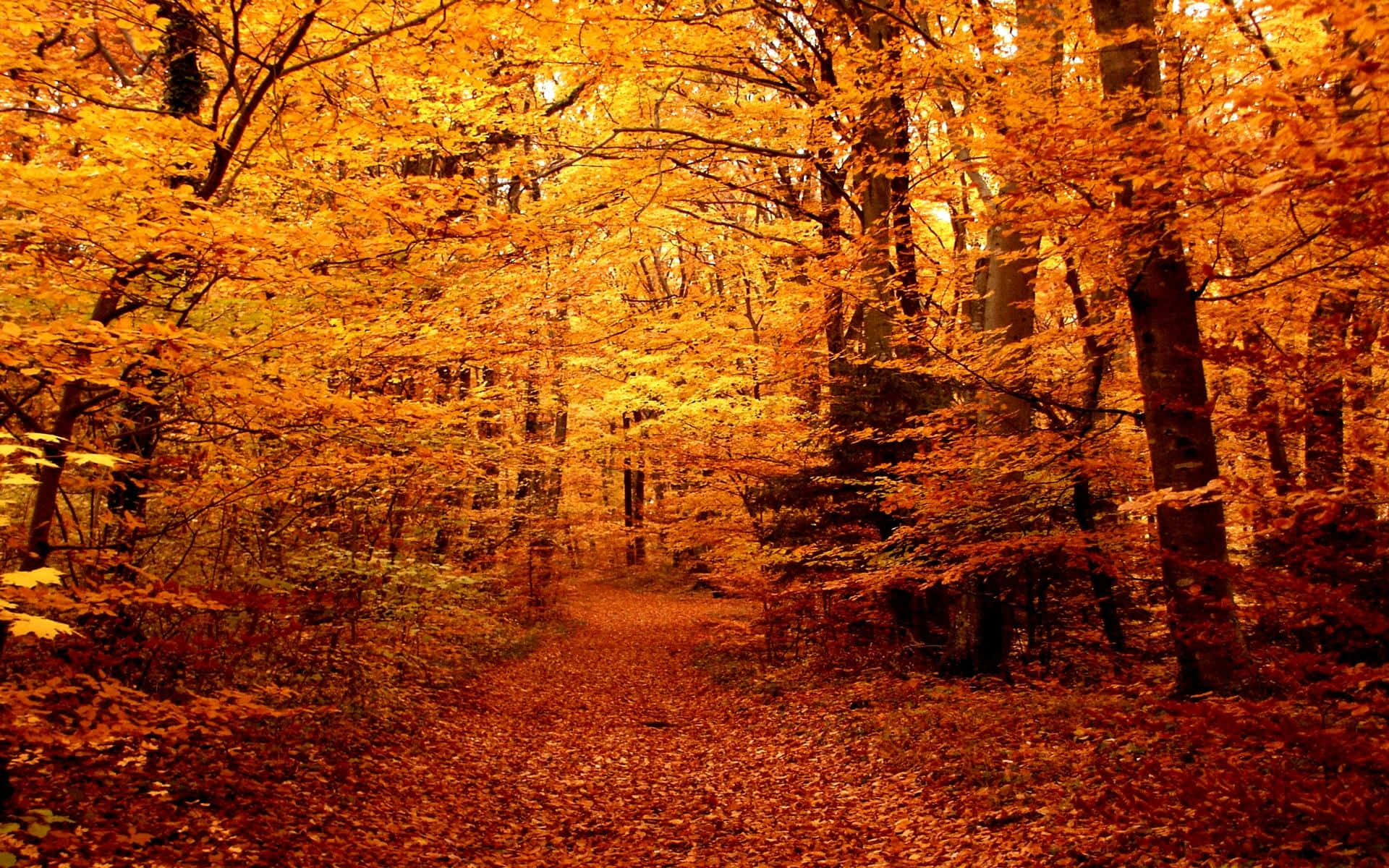 Hochauflösenderherbstwald Mit Goldenen Und Orangefarbenen Blättern. Wallpaper