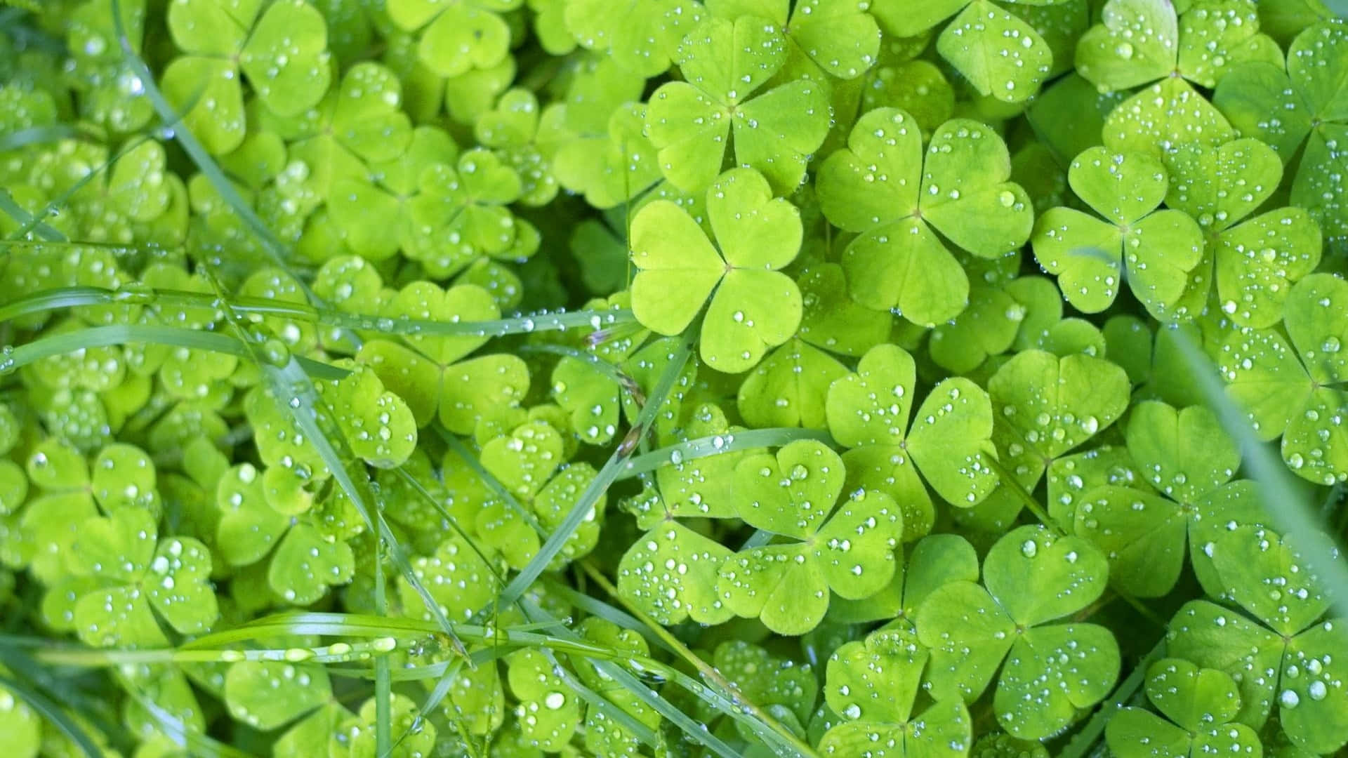 A Close Up Of Green Shamrocks With Water Droplets