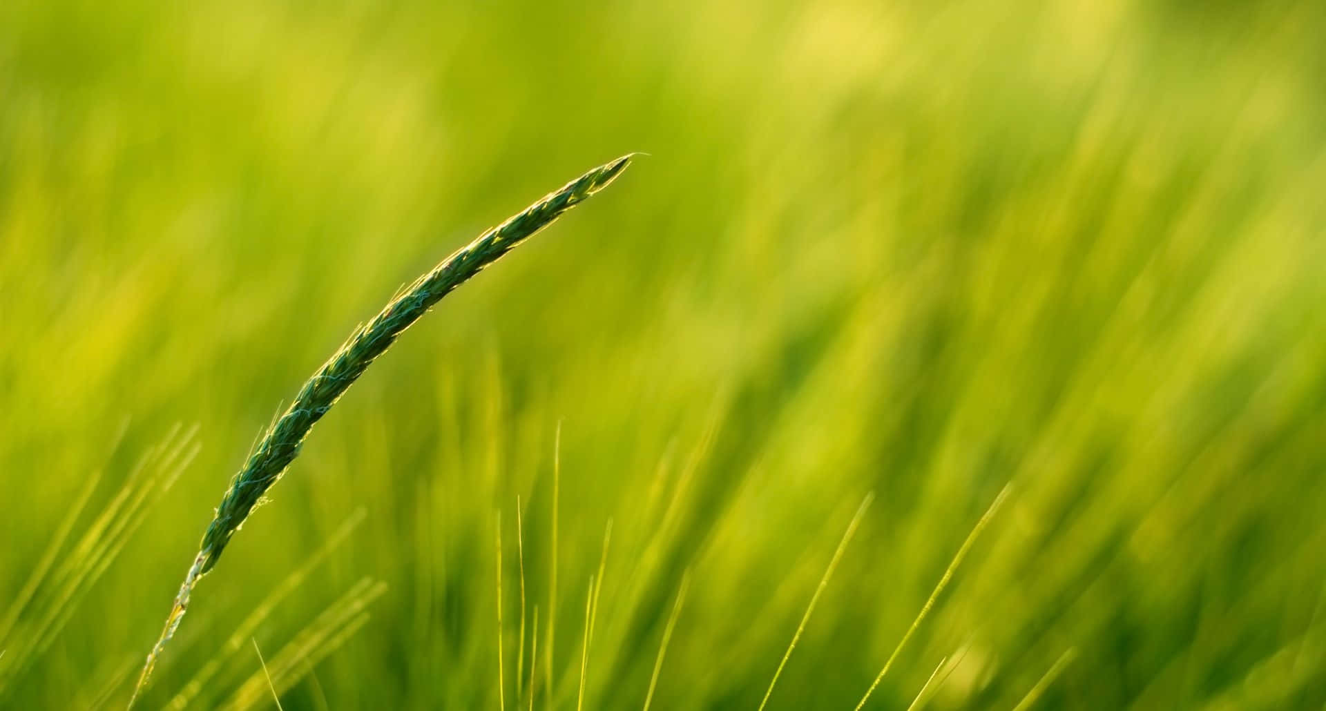 A Close Up Of A Green Grass In The Field