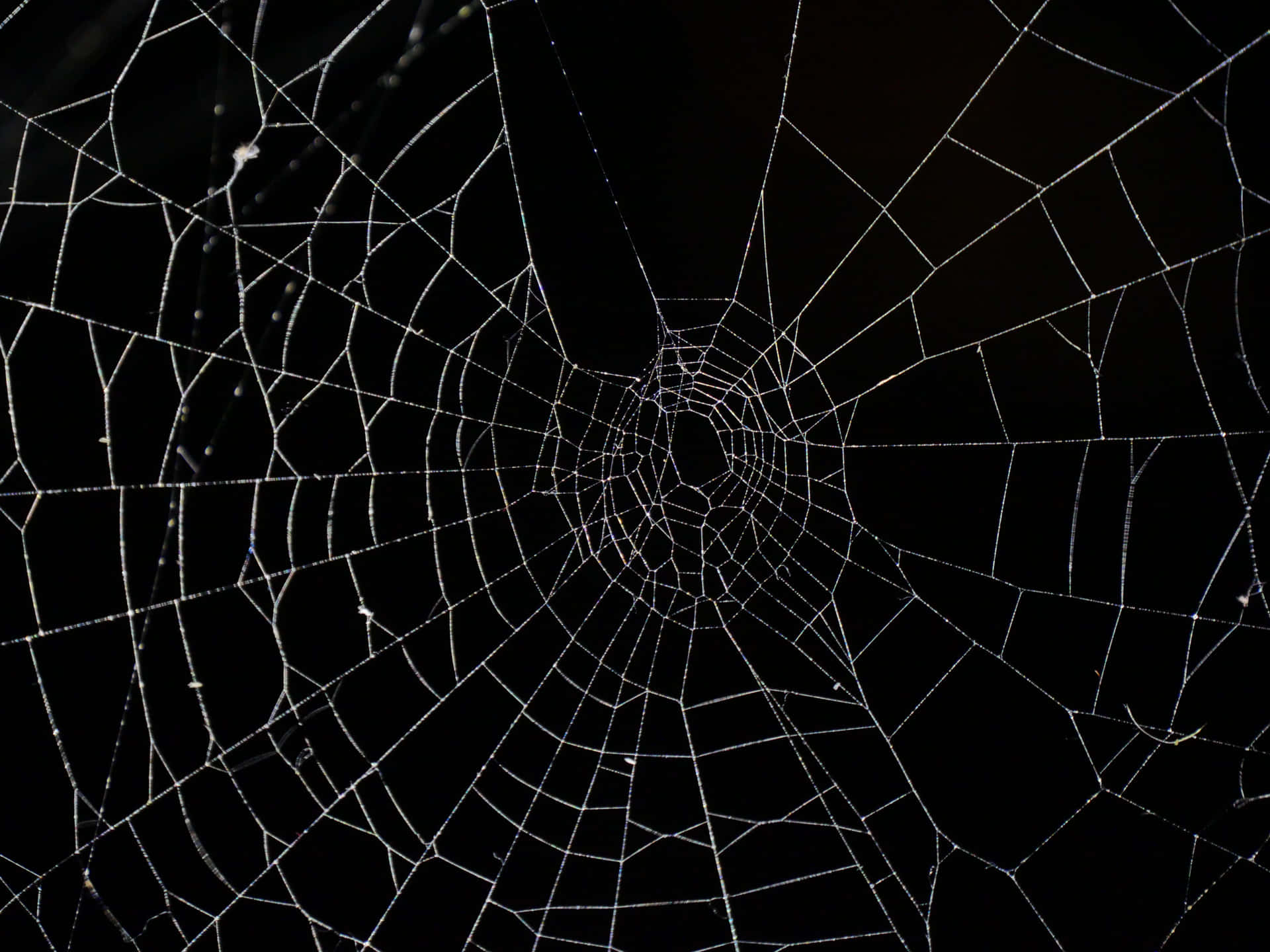 Fundode Tela De Halloween Em Alta Resolução Com Teia De Aranha