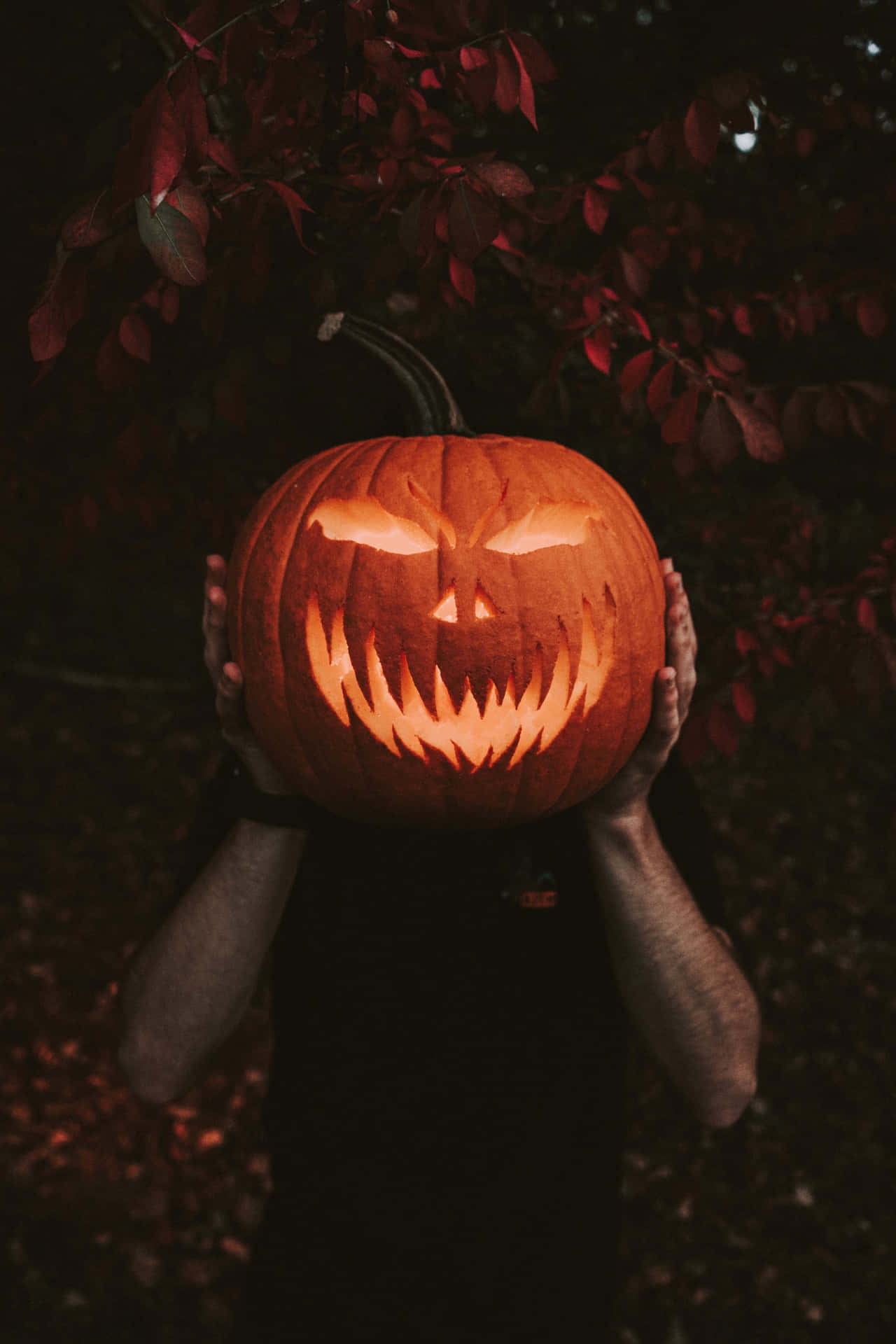 Hand Holding Pumpkin High Resolution Halloween Background