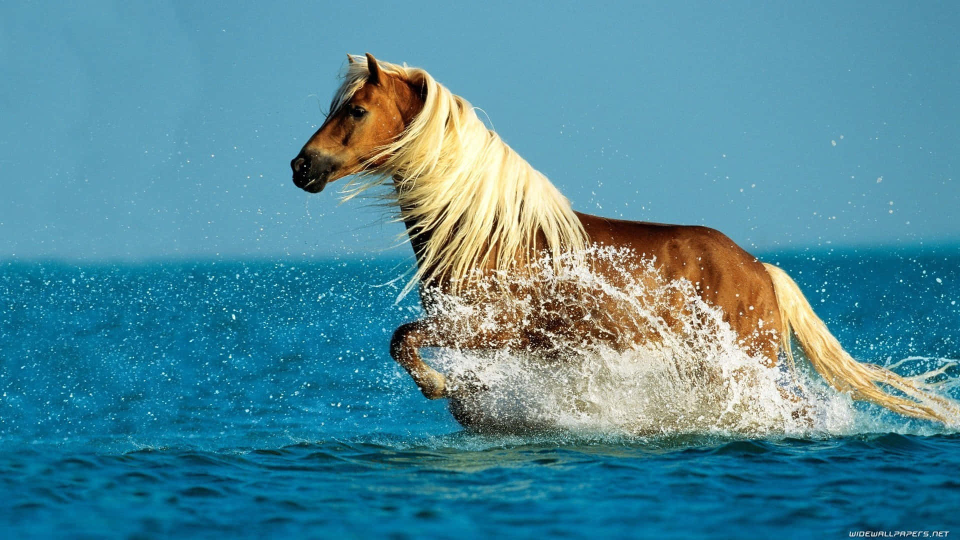 A Horse Running In The Water With A Long Mane