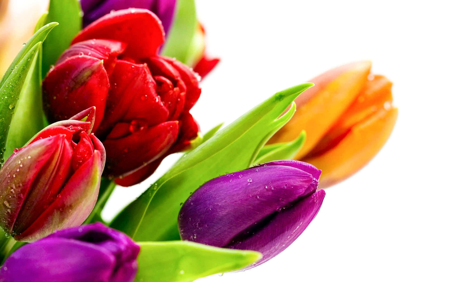 Unramo De Tulipanes Coloridos Está En Un Jarrón
