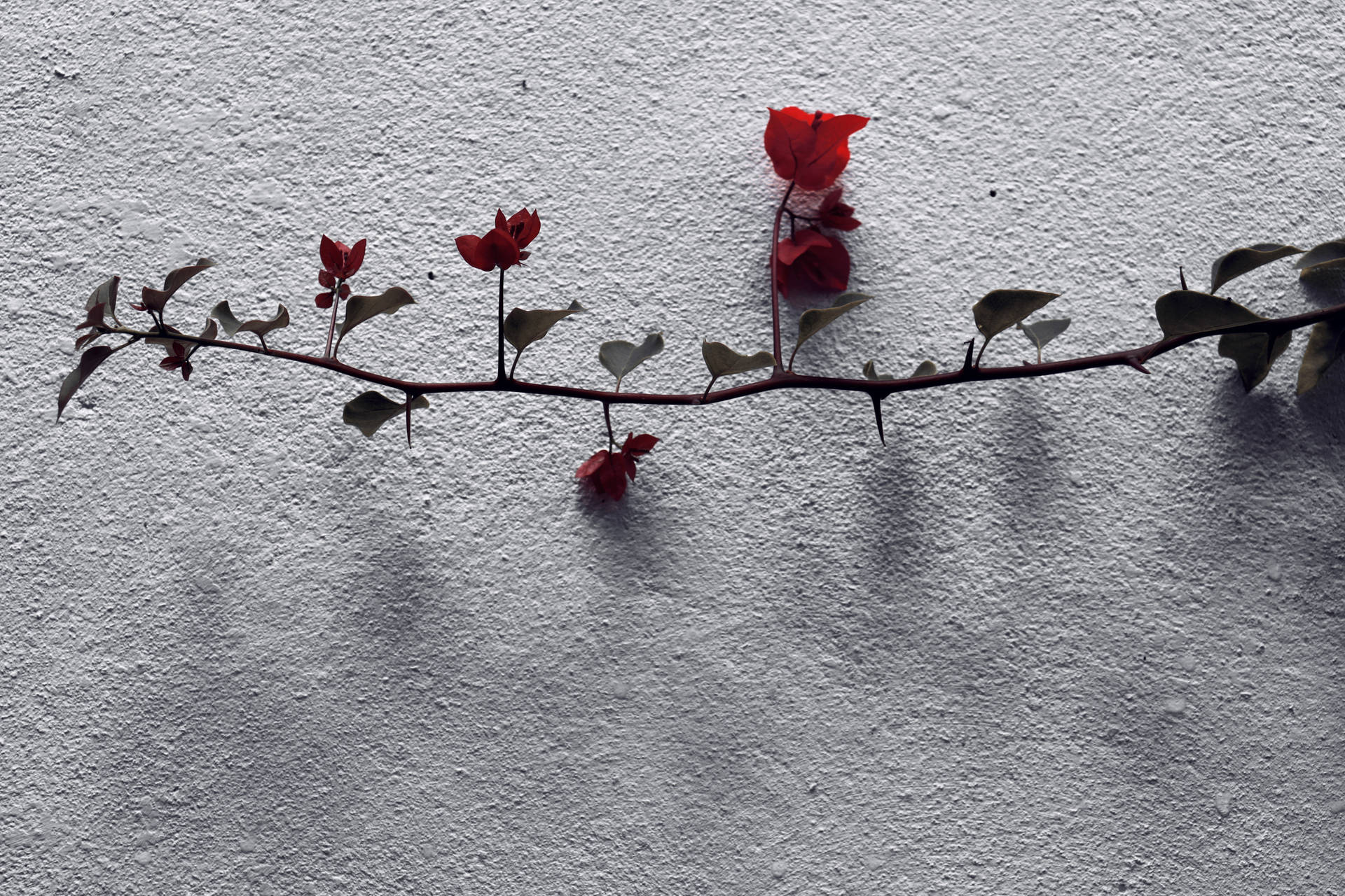 High Resolution Roses On Wall