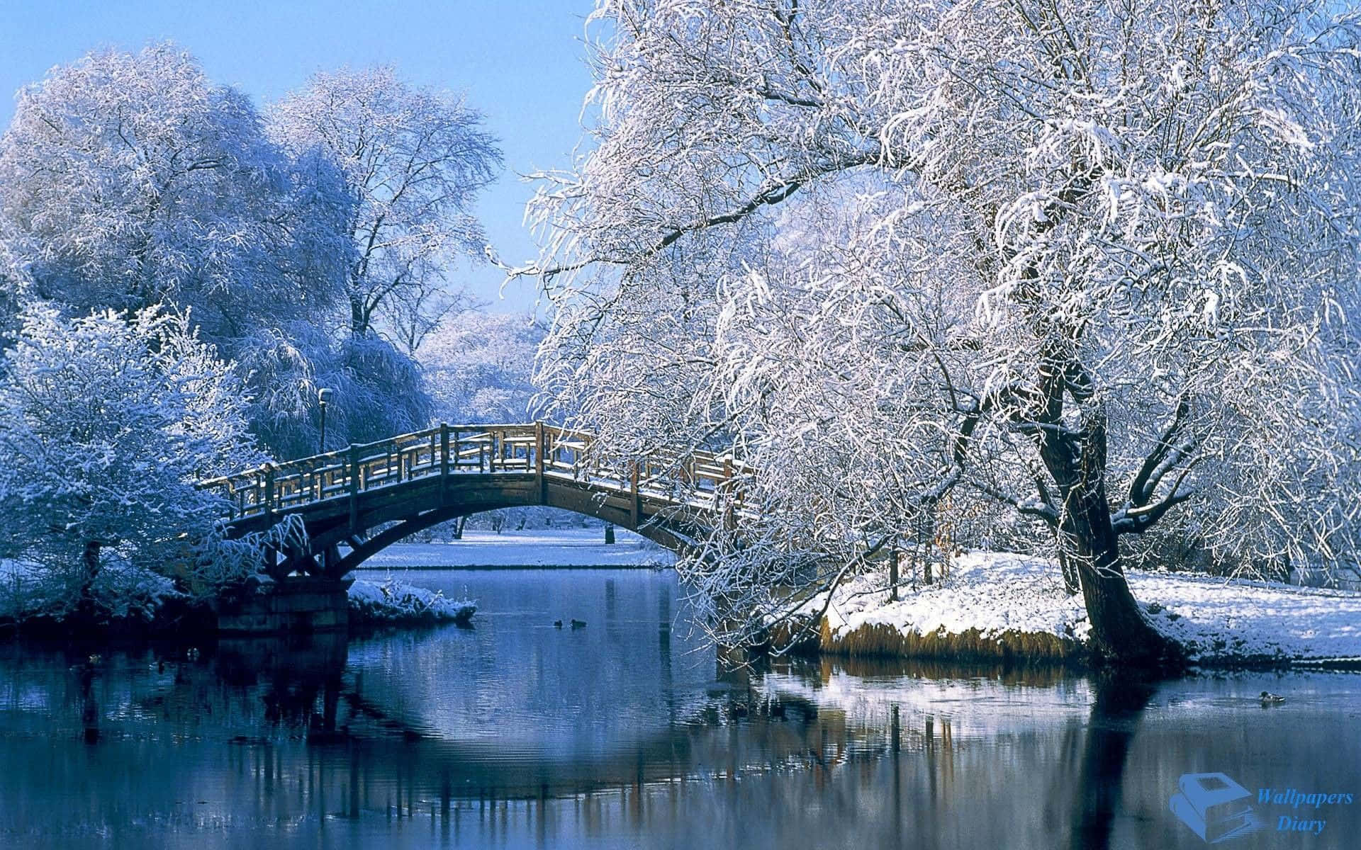 "Beautiful Scenery of Winter Wonderland"
