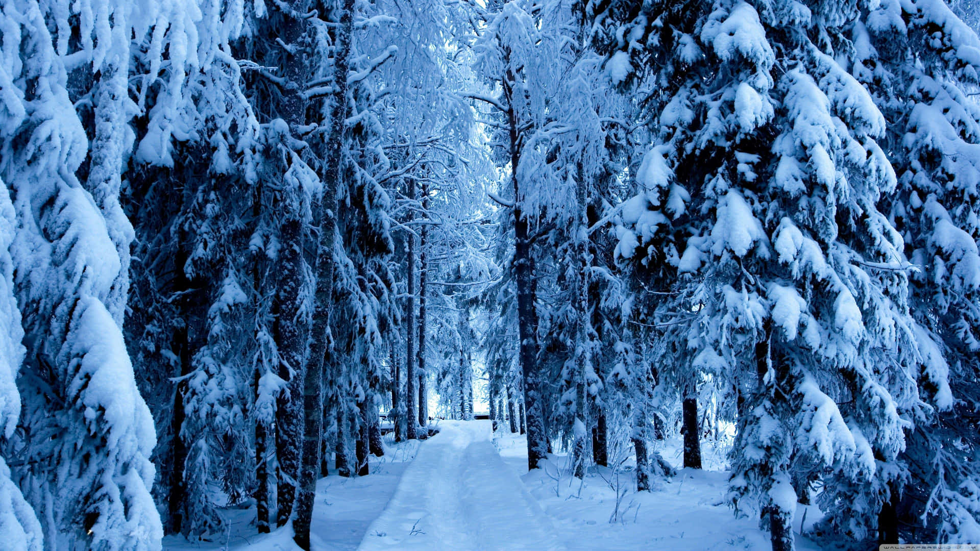 A Snowy Path Through A Forest With Trees