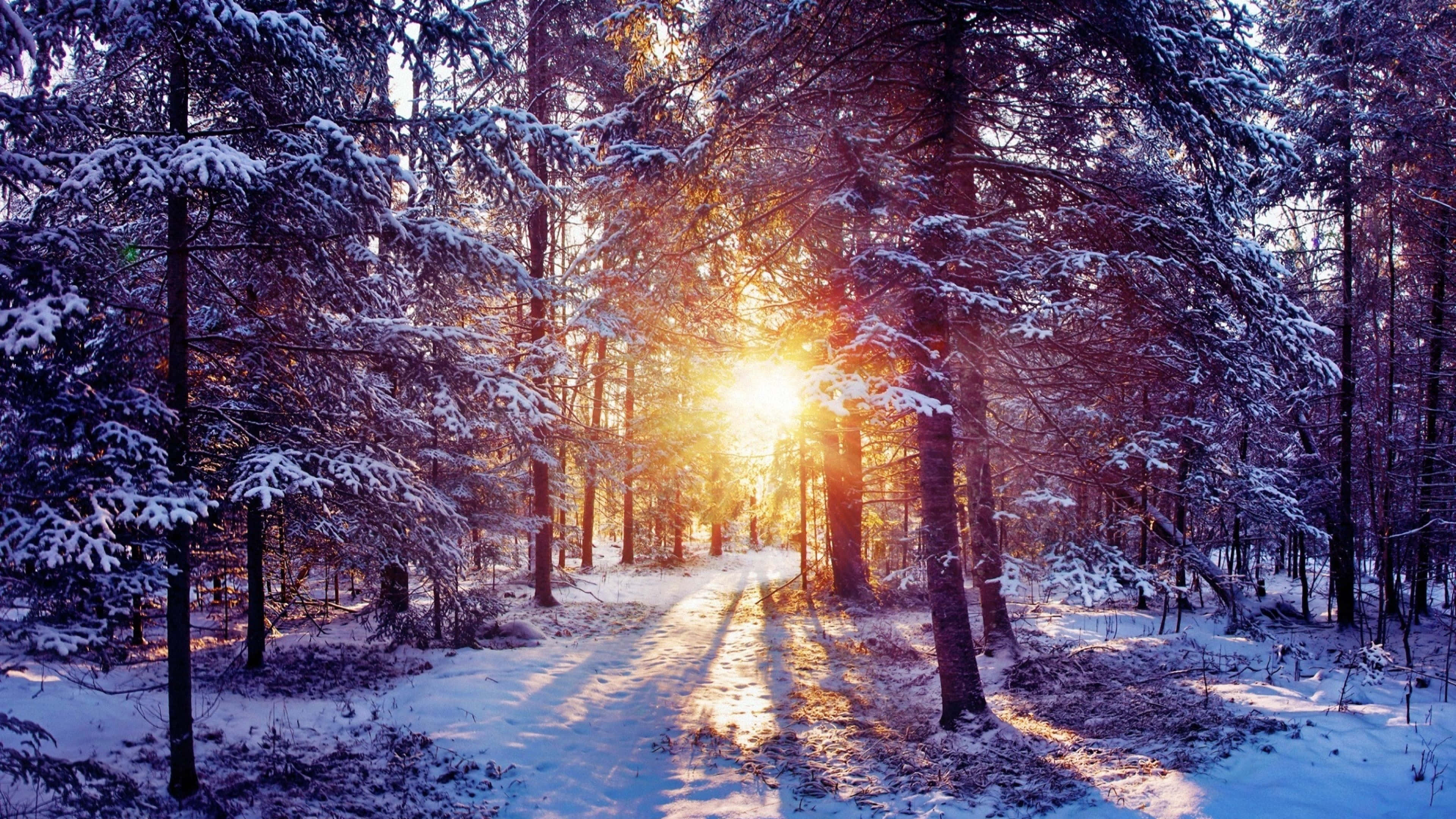 Unpaisaje Invernal Pintoresco Con Una Capa De Nieve Fresca.