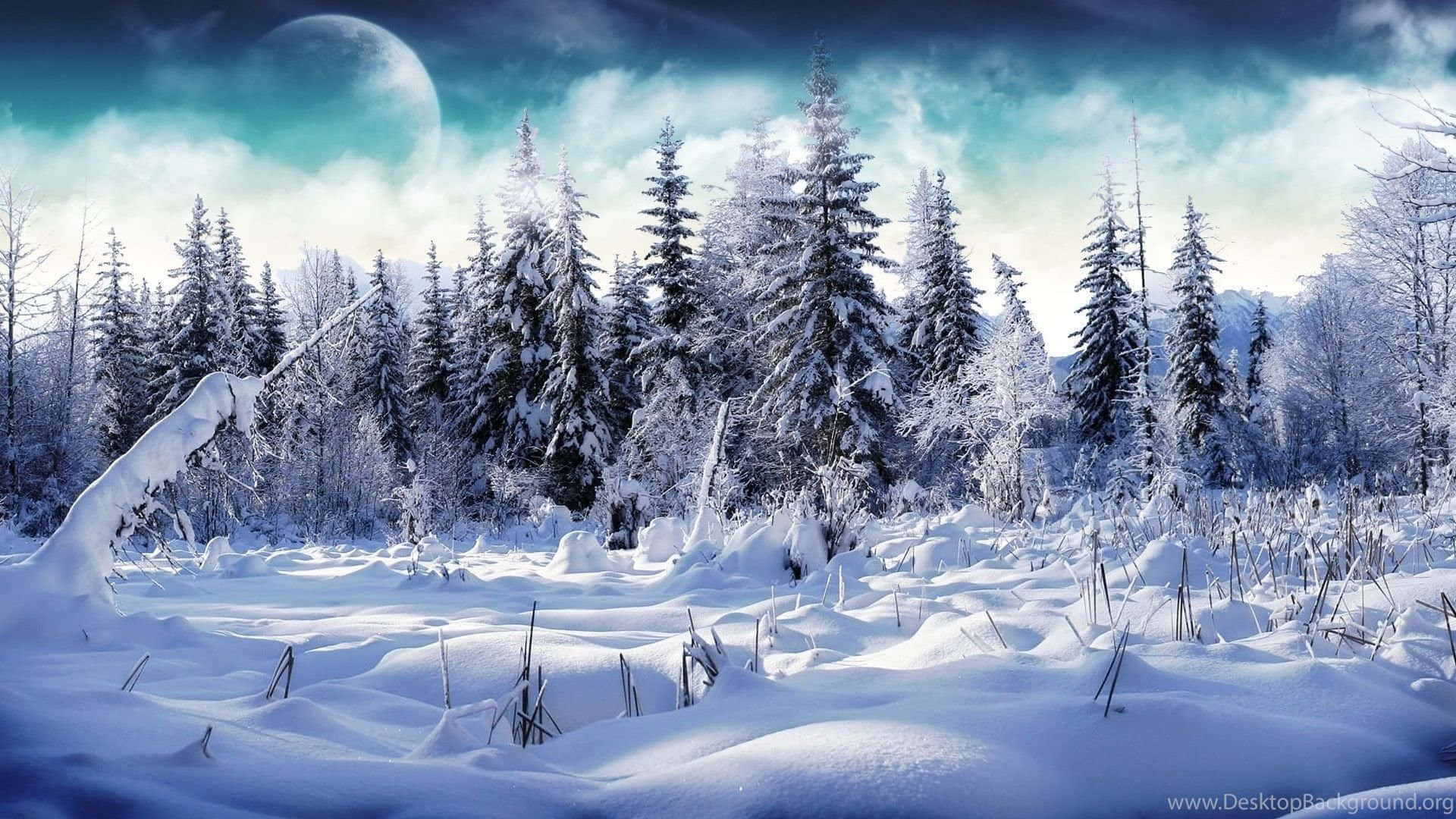 A Winter Scene With Snow Covered Trees And A Moon