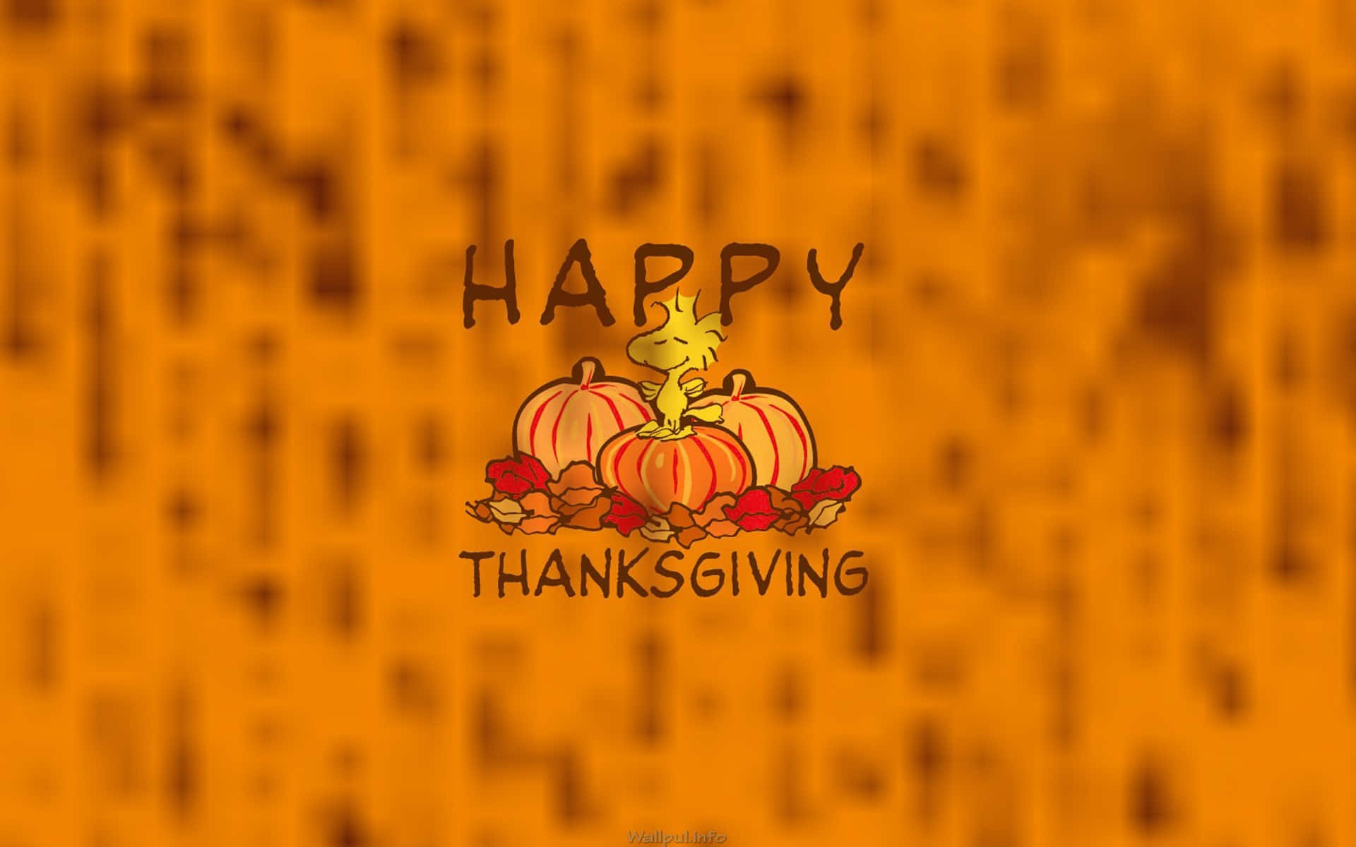 High Resolution Thanksgiving Pumpkins Orange Backdrop Background