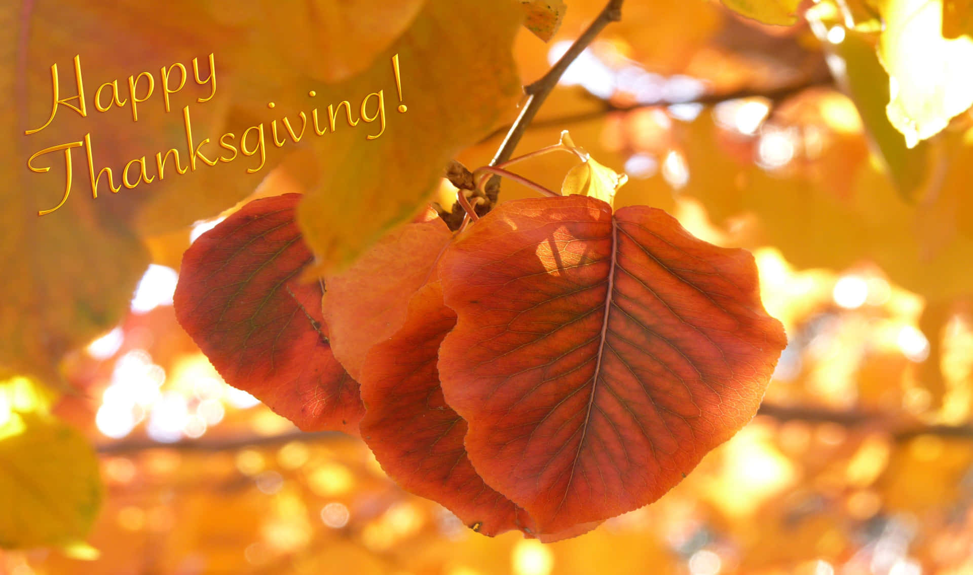 High Resolution Thanksgiving Dried Leaves Hanging Background