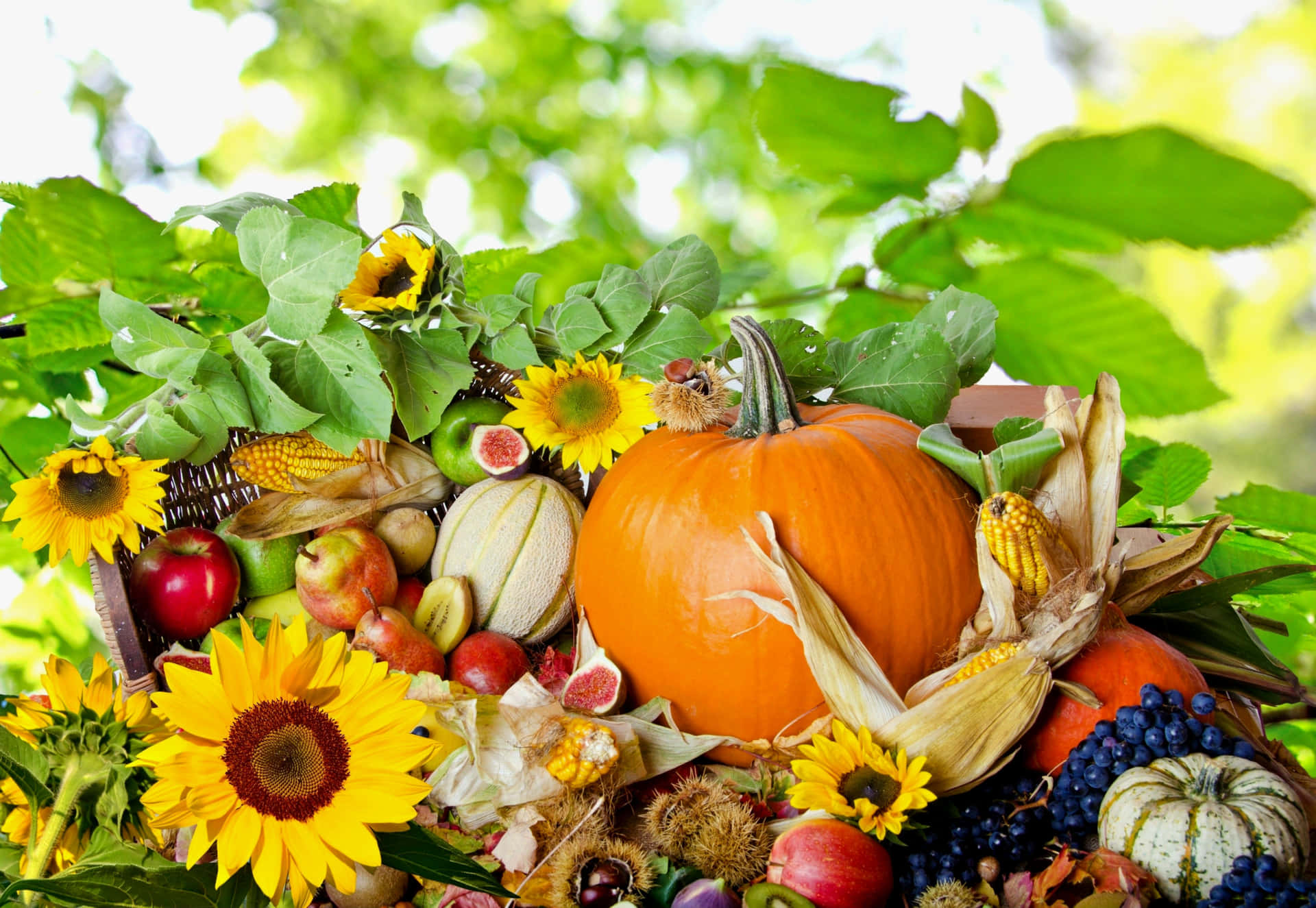 High Resolution Thanksgiving Pumpkins And Sunflowers Background