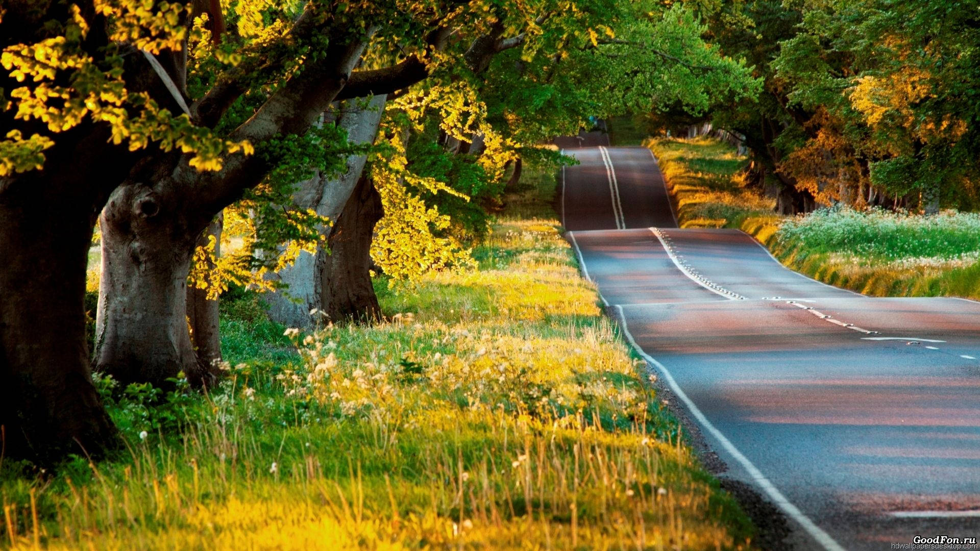 High Resolution Trees By Road Wallpaper