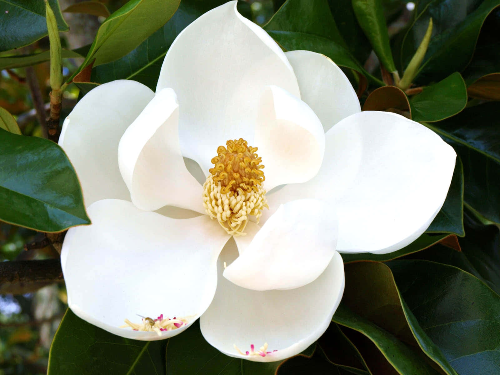 High Resolution White Southern Magnolia Flower Wallpaper
