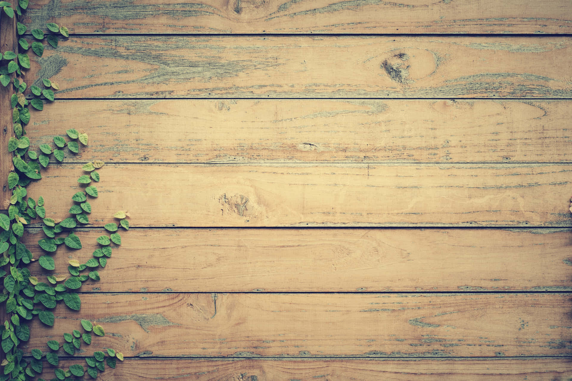 A Wooden Wall With A Plant Growing On It