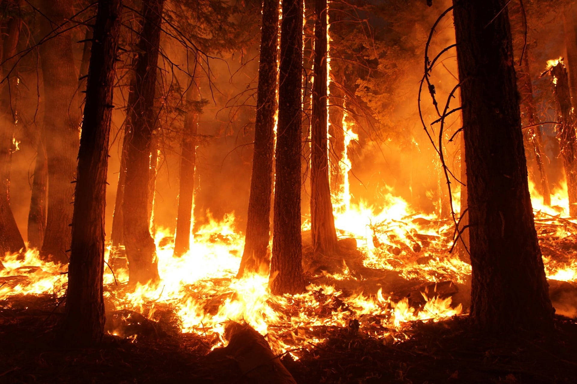 High Temperature Burning Forest Picture