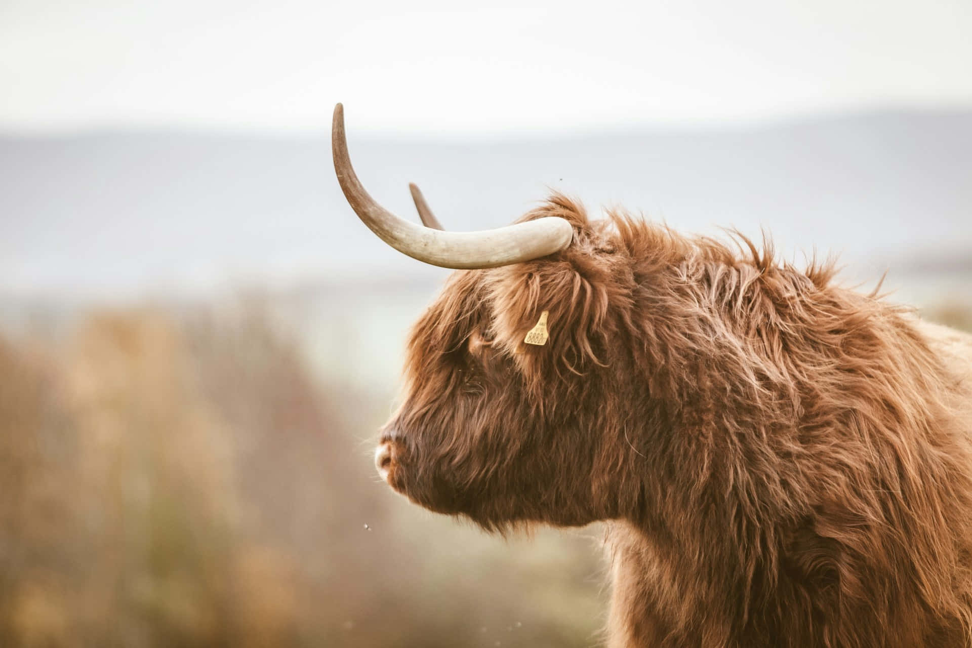 Highland Cattle Profile Western Aesthetic.jpg Wallpaper