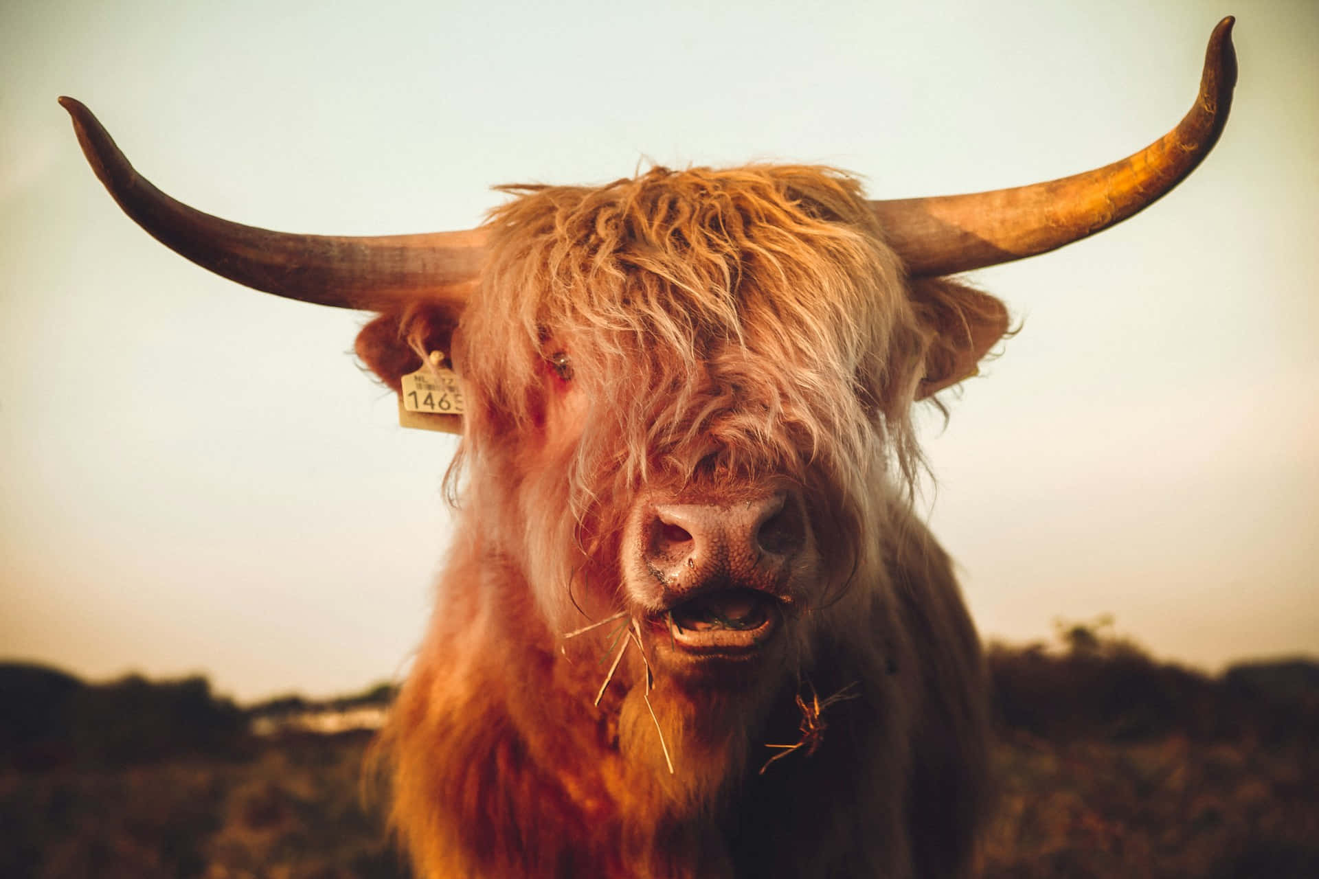Highland Cattle With Long Horns Wallpaper