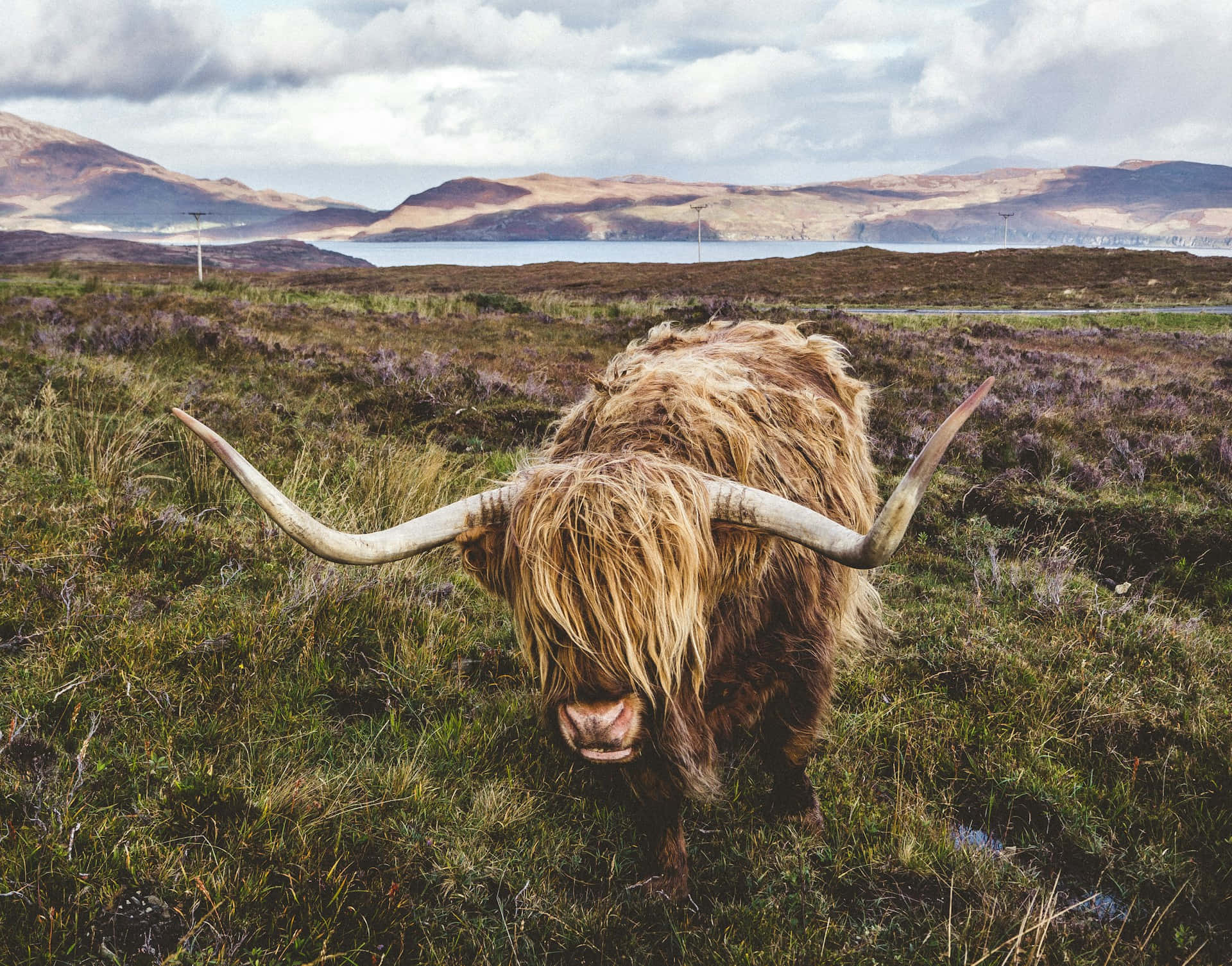 Highland Cattle With Long Horns Scottish Landscape Wallpaper