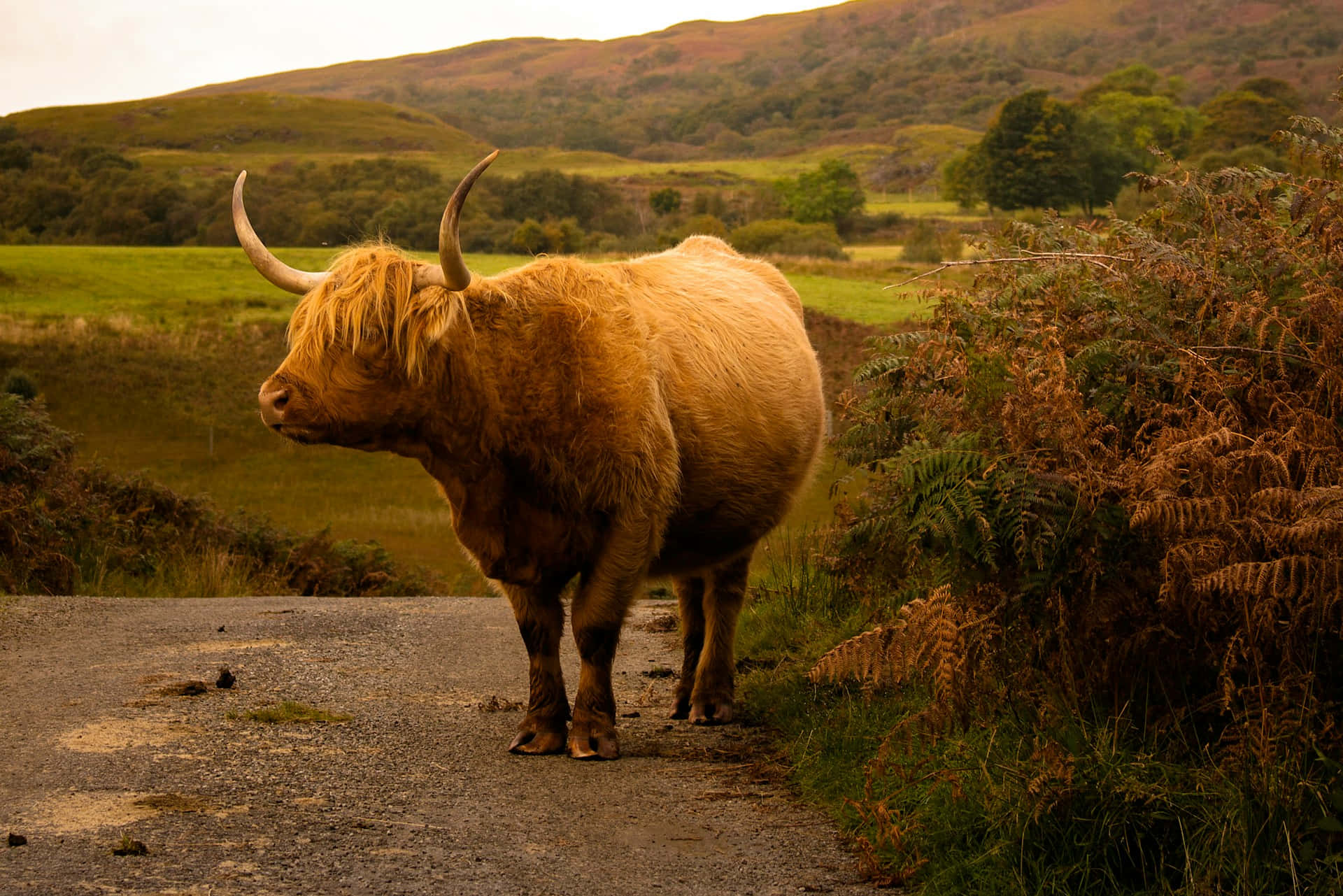 Highland Cattleon Country Road Wallpaper