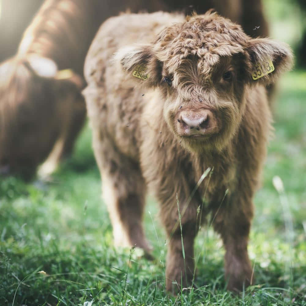 Maestosahighland Cow Nel Suo Habitat Naturale