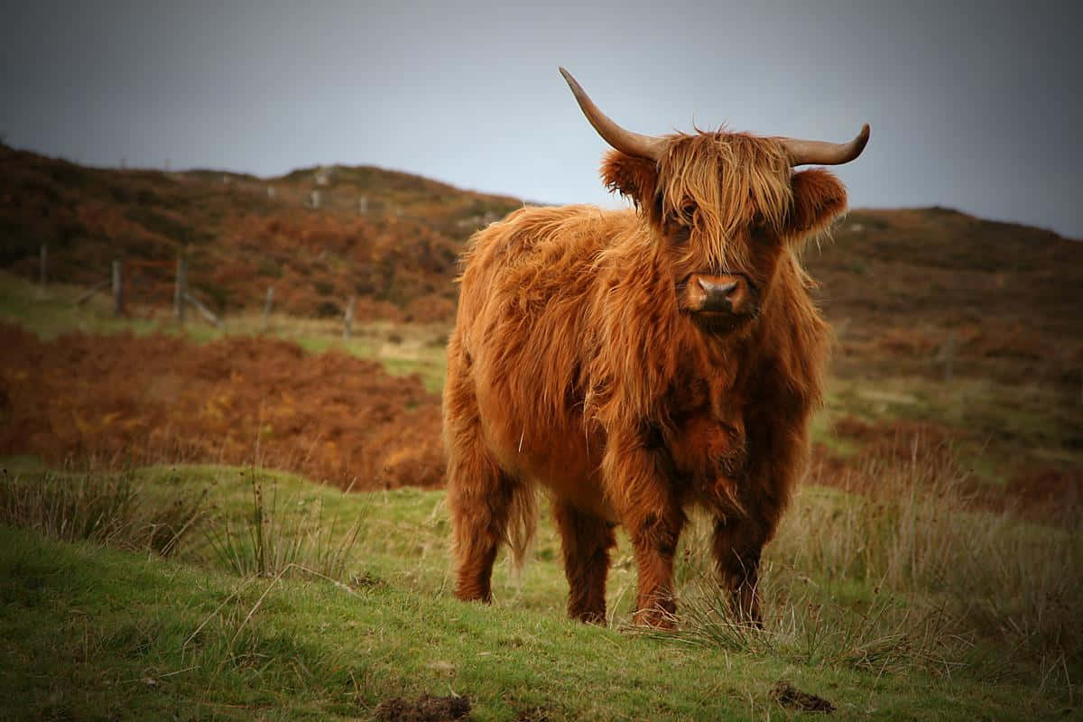 Highland Cow Grazing in a Field