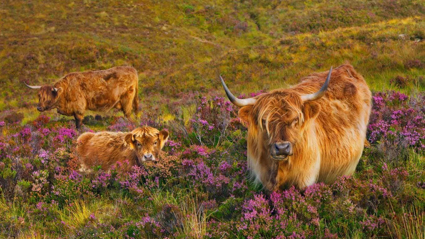 A Majestic Highland Cow in Its Natural Habitat