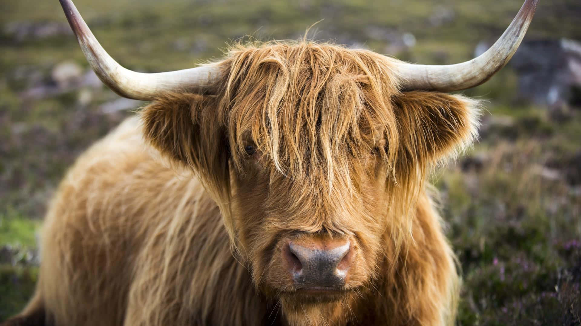 Majestic Highland Cow in the Countryside