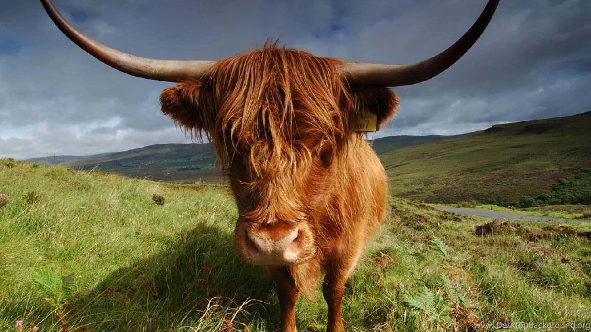 Majestic Highland Cow in a Scenic Meadow